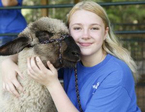 sheep lamb show team ASYR