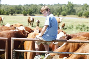 child cattle